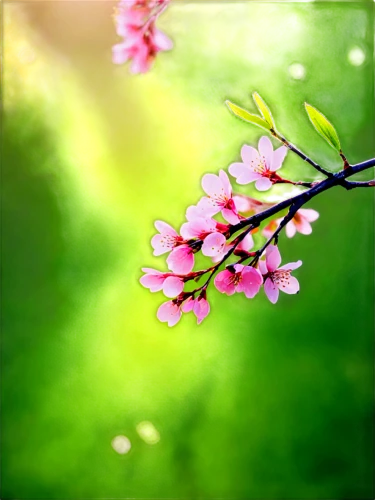 spring background,japanese floral background,spring leaf background,springtime background,spring blossom,cherry blossom branch,plum blossoms,flower background,spring blossoms,plum blossom,japanese sakura background,blossoms,apricot blossom,sakura flowers,sakura flower,japanese cherry blossom,spring greeting,floral digital background,cherry branches,cherry blossoms,Illustration,Vector,Vector 11