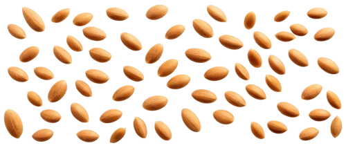 pine nuts,soybean,almond nuts,soybeans,pine nut,almonds,kernels,lentils,cowpea,legume,grains,beans,unshelled almonds,grain ears,corn kernels,almond,ricebean,soybean oil,chickpea,java beans,Illustration,Paper based,Paper Based 09