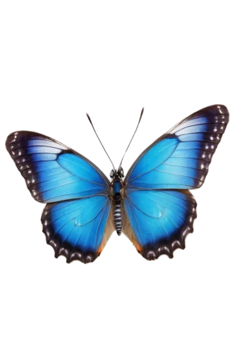 white admiral or red spotted purple,morpho butterfly,morpho peleides,blue morpho butterfly,blue morpho,morpho,pipevine swallowtail,melanargia,mazarine blue butterfly,hesperia (butterfly),ulysses butterfly,blue butterfly background,butterfly clip art,butterfly vector,melanargia galathea,vanessa (butterfly),blue butterfly,brush-footed butterfly,hybrid black swallowtail butterfly,vanessa atalanta,Conceptual Art,Daily,Daily 05