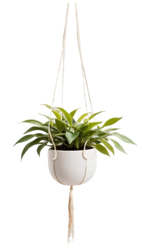 hanging plant,hanging plants,citronella,hanging basket,money plant,flower pot holder,androsace rattling pot,indoor plant,climbing plant,hanging bulb,hanging lamp,houseplant,hanging lantern,hanging decoration,potted palm,potted plant,catasetum saccatum,container plant,plant pot,garden pot,Conceptual Art,Daily,Daily 16