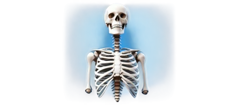 cervical spine,human skeleton,skeletal structure,skeletal,medical radiography,skeleton,chiropractic,vintage skeleton,articulated manikin,skeleltt,radiologic technologist,chiropractor,artificial joint,medical imaging,physiotherapist,calcium,radiography,magnetic resonance imaging,skeletons,anatomical,Illustration,Paper based,Paper Based 29