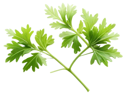 parsley leaves,shrub celery,wild celery,parsley,heracleum (plant),real coriander,chervil,gremolata,coriander,parsley family,umbelliferae,cilantro,celery plant,currant leaves,moringa,skirret,chinese celery,sweet cicely,lovage,apiaceae,Art,Classical Oil Painting,Classical Oil Painting 32