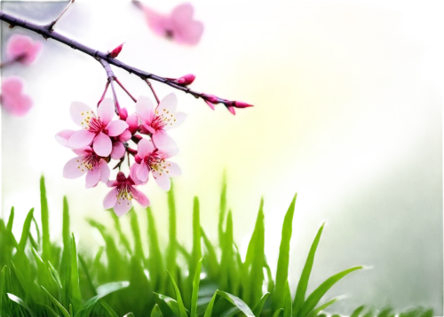 spring background,japanese floral background,spring greeting,springtime background,grass blossom,spring leaf background,flower background,spring blossom,spring nature,spring flower,blooming grass,spring blossoms,japanese sakura background,sakura flower,apricot blossom,spring bloom,sakura flowers,plum blossom,spring in japan,spring,Illustration,Abstract Fantasy,Abstract Fantasy 22