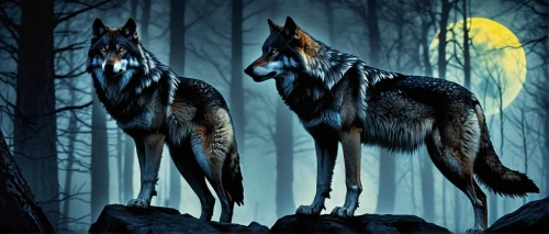 wolves,two wolves,werewolves,howling wolf,wolf couple,canis lupus,constellation wolf,wolfdog,wolf hunting,european wolf,woodland animals,wolf pack,forest animals,wolf,night watch,canidae,werewolf,fantasy picture,the wolf pit,german shepards,Illustration,Realistic Fantasy,Realistic Fantasy 46