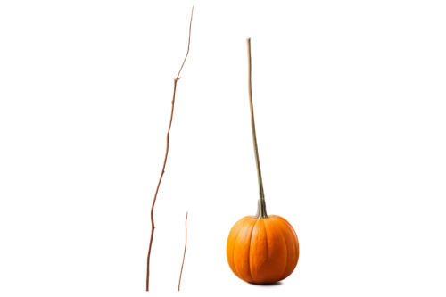 calabaza,figleaf gourd,gourd,scarlet gourd,cucurbita,pointed gourd,berimbau,candy pumpkin,bitter gourd,seasonal autumn decoration,cucurbit,gem squash,gourds,halloween pumpkin gifts,hokkaido pumpkin,wall,cleanup,hanging bulb,pumkin,ornamental gourds,Conceptual Art,Oil color,Oil Color 15