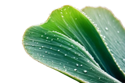 water lily leaf,cabbage leaves,cleanup,tropical leaf,ginkgo leaf,green leaf,lotus leaf,chlorophyll,spring leaf background,endive,aloe vera,leaf green,watercolor leaf,leaf structure,trumpet leaf,tropical leaf pattern,coconut leaf,custody leaf,magnolia leaf,lotus leaves,Photography,Black and white photography,Black and White Photography 06