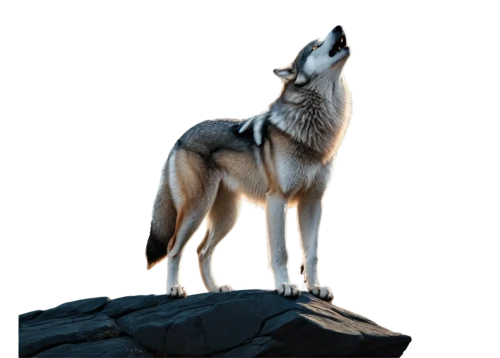 czechoslovakian wolfdog,european wolf,wolfdog,saarloos wolfdog,gray wolf,howling wolf,canis lupus,wolf,tamaskan dog,northern inuit dog,canidae,kelpie,constellation wolf,coyote,canis lupus tundrarum,wolf bob,howl,sakhalin husky,kunming wolfdog,wolves,Illustration,Vector,Vector 05