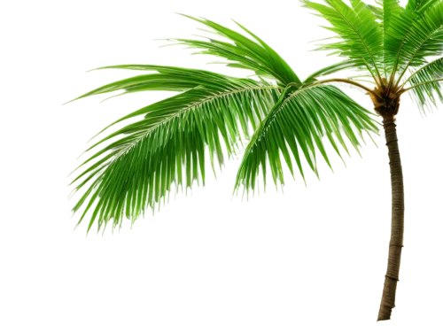 palm tree vector,palmtree,palm,fan palm,palm in palm,palm tree,coconut palm,coconut palm tree,wine palm,palm pasture,toddy palm,palm leaves,easter palm,cartoon palm,potted palm,white palm,pony tail palm,palm leaf,coconut tree,tropical tree,Art,Classical Oil Painting,Classical Oil Painting 35