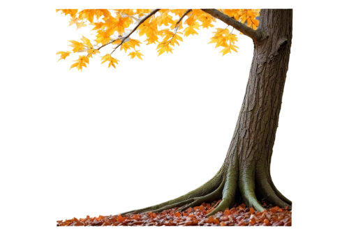 deciduous tree,tulip poplar,deciduous trees,flourishing tree,upward tree position,fall leaf border,tulip tree,autumn tree,european beech,cardstock tree,deciduous,maple foliage,arborist,fall picture frame,autumn icon,norway maple,maple leave,chile de árbol,thunberg's fan maple,tree slice,Conceptual Art,Sci-Fi,Sci-Fi 20