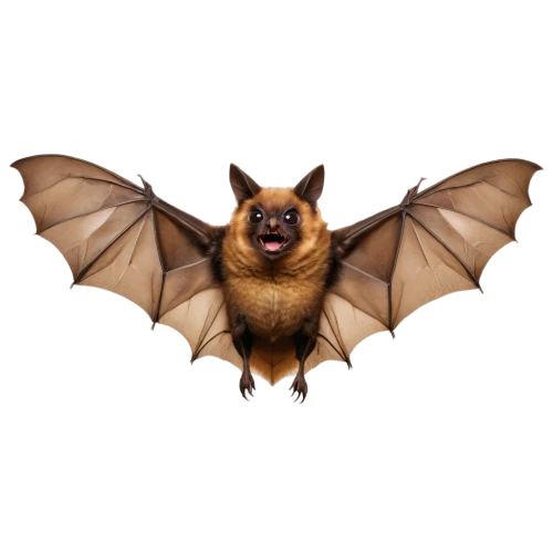 little red flying fox,big brown bat,fruit bat,tropical bat,bat,bat smiley,vampire bat,hanging bat,flying fox,mouse eared bat,megabat,bats,little brown myotis,pipistrelles,lantern bat,common pipistrelle,bombyliidae,bombyx mori,lymantriidae,bombycidae,Conceptual Art,Daily,Daily 33