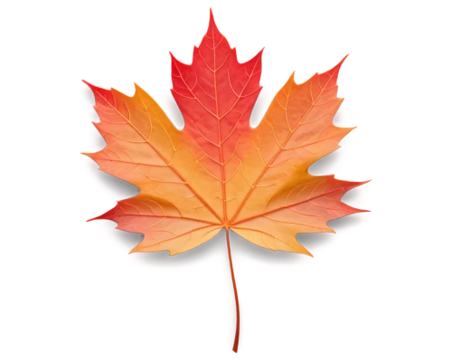 maple leaf red,red maple leaf,maple leaf,yellow maple leaf,leaf background,maple leave,maple foliage,maple leaves,red leaf,fall leaf,leaf maple,autumn leaf paper,autumn leaf,fall leaf border,canadian flag,leaf rectangle,spring leaf background,fan leaf,leaf border,oak leaf,Unique,Paper Cuts,Paper Cuts 03