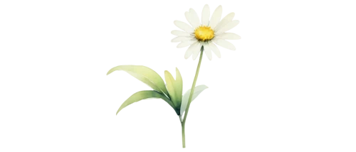 flowers png,leucanthemum,oxeye daisy,minimalist flowers,wood daisy background,marguerite daisy,leucanthemum maximum,ox-eye daisy,shasta daisy,flower illustrative,mayweed,common daisy,flower illustration,perennial daisy,white lily,star-of-bethlehem,tulip white,single flower,sand coreopsis,grass lily,Illustration,Japanese style,Japanese Style 21