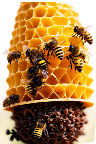 bee hive,beekeeping,beekeepers,honeybees,honey bees,beehives,beeswax,beehive,bee colonies,bees,honey products,bee colony,swarm of bees,hive,bee keeping,bee farm,beekeeper,honeycomb structure,bee,apiary,Illustration,Paper based,Paper Based 29