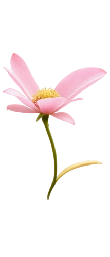 flowers png,gerbera flower,cosmos flower,lotus png,echinacea,dahlia pink,coneflower,gerbera,pink chrysanthemum,echinacea purpurea,lotus ffflower,anemone japonica,flower illustration,flower illustrative,minimalist flowers,coneflowers,pink flower,pink moccasin flower,pink cosmea,bush anemone,Illustration,Realistic Fantasy,Realistic Fantasy 34