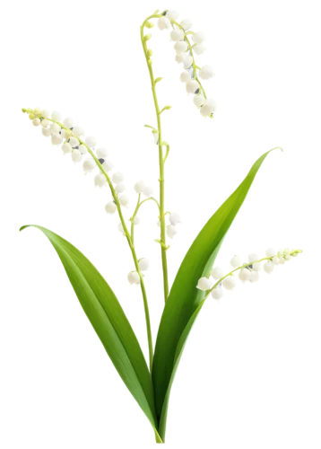 lily of the valley,lily of the field,lilly of the valley,flowers png,pontederia,madonna lily,doves lily of the valley,lily of the nile,lily of the desert,lilies of the valley,hymenocallis,convallaria,grape-grass lily,tuberose,star-of-bethlehem,ceratostylis,white lily,grass lily,pineapple lily,garden star of bethlehem,Unique,Design,Blueprint