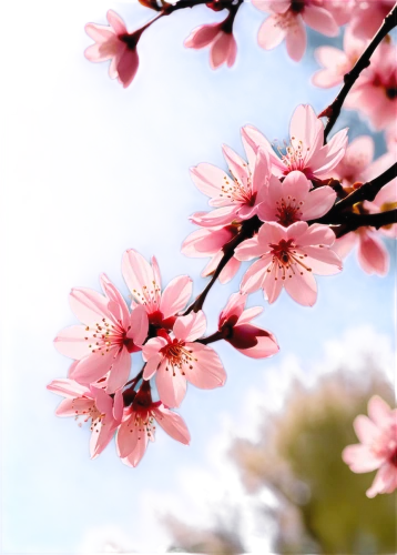 japanese sakura background,sakura flowers,plum blossoms,japanese floral background,sakura flower,japanese cherry blossom,sakura blossoms,cherry blossom branch,japanese cherry blossoms,japanese cherry,sakura tree,apricot flowers,plum blossom,apricot blossom,sakura branch,sakura background,sakura blossom,pink cherry blossom,sakura trees,sakura cherry tree,Illustration,Black and White,Black and White 04