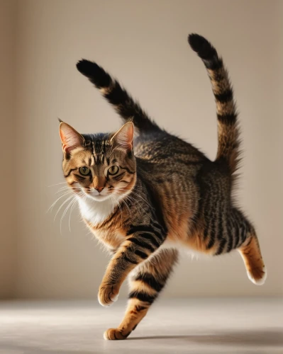 american shorthair,leaping,leap for joy,toyger,pounce,japanese bobtail,catwalk,jumping jack,american bobtail,european shorthair,leap,flip (acrobatic),long jump,acrobat,american wirehair,jumping,cat image,pirouette,cats playing,pet vitamins & supplements,Photography,General,Natural