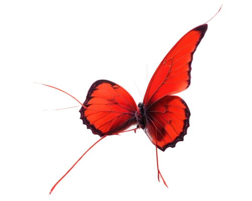 red butterfly,butterfly vector,butterfly clip art,cupido (butterfly),vanessa (butterfly),papillon,butterfly background,hesperia (butterfly),butterfly isolated,isolated butterfly,viceroy (butterfly),butterfly,orange butterfly,euphydryas,polygonia,heliconius hecale,passion butterfly,french butterfly,c butterfly,pink butterfly,Illustration,Paper based,Paper Based 20