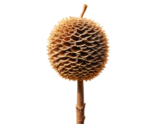 conifer cone,fir cone,douglas fir cones,pine cone,conifer cones,acorn,japanese kuchenbaum,pinecone,cone,seed head,pine cone pattern,greater burdock,spruce cones,pine cones,buttonbush,pinecones,dried pineapple,banksia,cones,burdock,Art,Artistic Painting,Artistic Painting 44