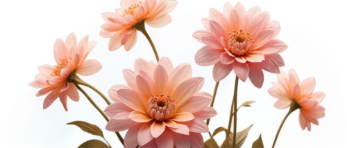 flowers png,pink dahlias,dahlia pink,floral digital background,pink chrysanthemums,flower illustrative,torch lilies,dahlias,pink chrysanthemum,pink daisies,gerbera daisies,peruvian lily,gazania,flower painting,chrysanthemum background,echinacea,dahlia flowers,tulip background,flower background,south african daisy,Illustration,Black and White,Black and White 25