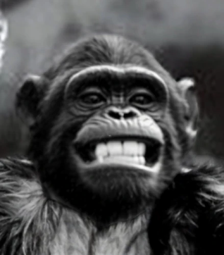 chimp,chimpanzee,great apes,ape,common chimpanzee,primate,bonobo,gibbon 5,gorilla,primates,funny animals,orang utan,baby laughing,monkey,the monkey,cheeky monkey,barbary ape,siamang,monkeys band,silverback