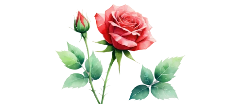 rose flower illustration,rose png,rose flower drawing,flowers png,tulip background,spray roses,watercolor roses,red rose,arrow rose,rose bud,rosebud,disney rose,rose drawing,landscape rose,watercolor floral background,floral digital background,romantic rose,rose flower,rose,flower illustrative,Illustration,Japanese style,Japanese Style 03