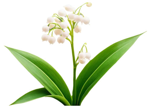 lily of the valley,flowers png,convallaria,lily of the field,lilly of the valley,doves lily of the valley,lily of the desert,tuberose,pontederia,eucomis,lily of the nile,india hyacinth,lilies of the valley,madonna lily,citronella,ceratostylis,white orchid,fragrant flowers,graph hyacinth,hyacinth,Illustration,Japanese style,Japanese Style 05