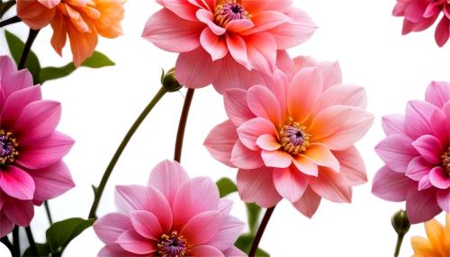 pink dahlias,flowers png,flower background,dahlia flowers,dahlia pink,pink chrysanthemums,floral digital background,paper flower background,pink daisies,dahlias,chrysanthemum background,pink chrysanthemum,pink flowers,colorful flowers,pink floral background,filled dahlias,pink tulips,tulip background,beautiful flowers,floral background,Art,Classical Oil Painting,Classical Oil Painting 01