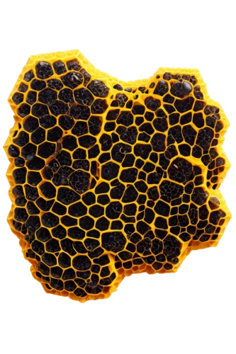 honeycomb,honeycomb structure,building honeycomb,honeycomb grid,honeycomb stone,pollen,hexagons,beeswax,bee hive,pollen panties,hexagon,hexagonal,hive,trypophobia,total pollen,cellular,pollen warehousing,coral-spot,dot,acacia resin,Conceptual Art,Daily,Daily 29