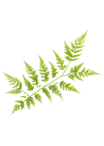 fern leaf,leaf fern,fern plant,nettle leaves,fern fronds,ferns,fern,parsley leaves,ostrich fern,leaf background,vine leaves,motherwort,palm tree vector,tropical leaf pattern,leaf drawing,custody leaf,curry leaves,tropical leaf,spring leaf background,foliage leaves,Illustration,Children,Children 01