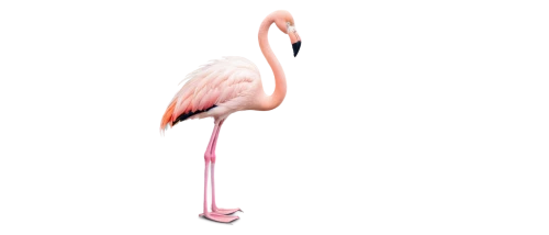 greater flamingo,pink flamingo,flamingo,two flamingo,flamingo with shadow,flamingo pattern,flamingo couple,flamingos,cuba flamingos,flamingoes,bird png,lawn flamingo,pink flamingos,bird illustration,stork,crane-like bird,pink quill,spoonbill,galah,emberizidae,Illustration,Children,Children 05