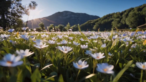 avalanche lily,alpine meadow,lilies of the valley,field of flowers,alpine flowers,flower field,lilly of the valley,white tulips,wild tulips,flowers field,barberton daisies,white daisies,meadow flowers,tulipa tarda,japanese anemone,white lily,alpine flower,tulipa,dayflower,flower meadow,Photography,General,Commercial