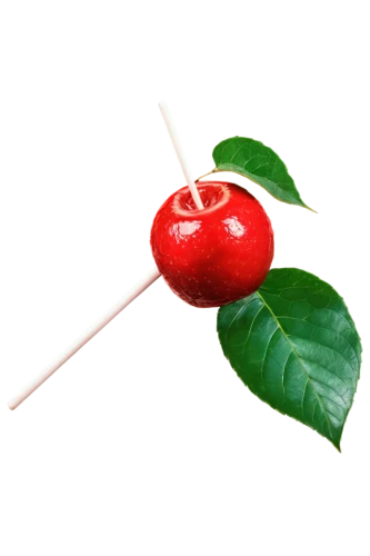 cherry twig,cherry branch,bladder cherry,great cherry,wild cherry,jewish cherries,hill cherry,lingonberry,cherry,rowanberries,japanese cherry,cherry japanese,fire cherry,rose-hip,rose hip plant,rose hip,sweet cherry,cherries,rosehip,sweet cherries,Illustration,Vector,Vector 10