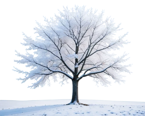 snow tree,winter tree,snowy tree,treemsnow,tree white,snow trees,winter background,isolated tree,silver maple,hoarfrost,bare tree,deciduous tree,birch tree background,snowflake background,ornamental tree,seasonal tree,slippery elm,lone tree,winterblueher,deciduous trees,Photography,Documentary Photography,Documentary Photography 32