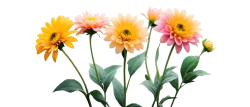 flowers png,gazania,gerbera daisies,flower background,xerochrysum bracteatumm,gaillardia,flower illustrative,strawflower,gerbera,blanket flowers,yellow gerbera,sand coreopsis,artificial flower,floral digital background,flower illustration,tulip background,asteraceae,chrysanthemum background,south african daisy,gerbera flower,Photography,Artistic Photography,Artistic Photography 12