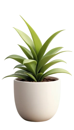 potted palm,potted plant,plant pot,pot plant,money plant,citronella,androsace rattling pot,houseplant,rank plant,garden pot,yucca palm,pineapple plant,yucca,green plant,container plant,bromelia,bulbous plant,indoor plant,plant,dark green plant,Photography,Artistic Photography,Artistic Photography 05