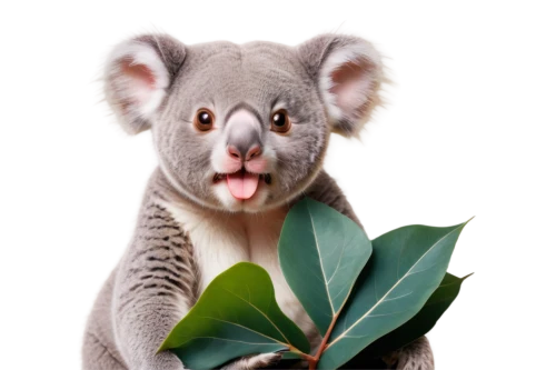 eucalyptus,koala,cute koala,marsupial,koalas,cangaroo,koala bear,australian wildlife,macropus giganteus,bennetts wallaby,macropus rufogriseus,kangaroo,gray animal,aaa,feijoa,tasmannia,cuscus,wallaby,funny animals,macropodidae,Illustration,Paper based,Paper Based 16