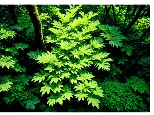 japanese mugwort,indian nettle,motherwort,lemon beebalm,stinging nettle,heracleum (plant),forest plant,shrub-horse chestnut,mugwort,veratrum,noxious weed,nettle leaves,green foliage,acer japonicum,nymphaeaceae,intensely green hornbeam wallpaper,urticaceae,maple foliage,citronella,aesculus,Conceptual Art,Fantasy,Fantasy 15