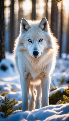 canadian eskimo dog,arctic fox,greenland dog,icelandic sheepdog,sakhalin husky,american eskimo dog,tamaskan dog,white shepherd,howling wolf,european wolf,northern inuit dog,alaskan malamute,canidae,seppala siberian sleddog,siberian husky,canis lupus,malamute,akita inu,samoyed,husky,Photography,General,Realistic