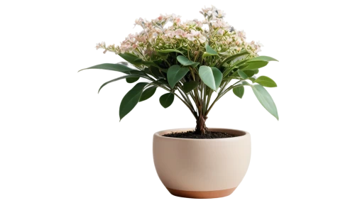 androsace rattling pot,a sprig of white lilac,cape jasmine,flowers png,crape jasmine,container plant,potted plant,terracotta flower pot,pacific rhododendron,brazilian jasmine,peruvian lily,cherry laurel,flowerpot,cestrum,euphorbia splendens,syringa,rhododendron catawbiense,rhododendron indicum,rhododendron,alternanthera,Photography,Fashion Photography,Fashion Photography 03