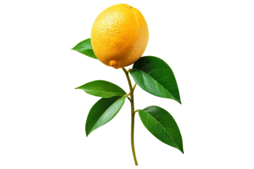 lemon background,valencia orange,meyer lemon,lemon tree,lemon wallpaper,lemon flower,citrus,kumquat,yellow fruit,lemon peel,limonana,mango,lemon,orange yellow fruit,orange fruit,yellow ball plant,poland lemon,oleaceae,lemon half,yellow rose background,Unique,3D,Modern Sculpture