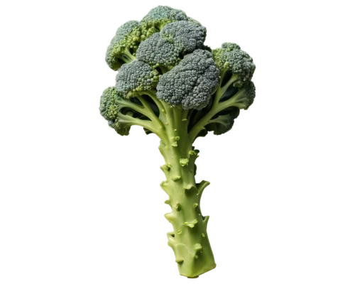 brocoli broccolli,broccoflower,broccoli,rapini,brassica,cruciferous vegetables,a vegetable,vegetable,green dragon vegetable,cleanup,frozen vegetables,brassica oleracea var,veggie,veggies,brassica rapa,kale,brussels sprout,vegetables,kawaii vegetables,nymphaeaceae,Art,Artistic Painting,Artistic Painting 31