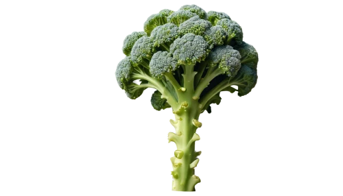 rapini,brocoli broccolli,broccoflower,broccoli,brassica,cleanup,cruciferous vegetables,a vegetable,vegetable,brassica rapa,brassica oleracea var,kale,pak-choi,veggie,green dragon vegetable,brussels sprout,veggies,romaine,nymphaeaceae,lacinato kale,Conceptual Art,Daily,Daily 20