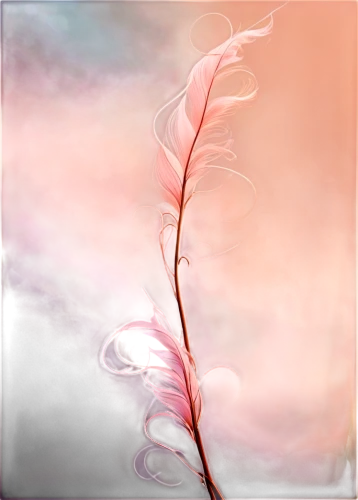pink quill,pink grass,pink floral background,feather on water,feather carnation,floral digital background,fireweed,watercolor floral background,gaura,abstract air backdrop,apophysis,swan feather,fringed pink,flower background,stamen,spring leaf background,transparent background,watercolor paint strokes,kahila garland-lily,pink petals,Illustration,Retro,Retro 08