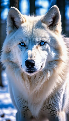 arctic fox,sakhalin husky,european wolf,canadian eskimo dog,tamaskan dog,malamute,canis lupus,husky,silver fox,the blue eye,tundra,canis lupus tundrarum,northern inuit dog,siberian husky,gray wolf,greenland dog,alaskan malamute,howling wolf,white shepherd,blue eye,Photography,General,Realistic