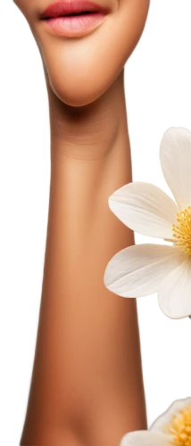 camomile flower,camomile,flowers png,chamomile,almond oil,flower essences,argan,calendula,ox-eye daisy,natural cosmetic,calenduleae,homeopathically,anthers,olfaction,marguerite daisy,marguerite,flower vase,jojoba oil,tanacetum balsamita,cosmetic,Illustration,Paper based,Paper Based 08