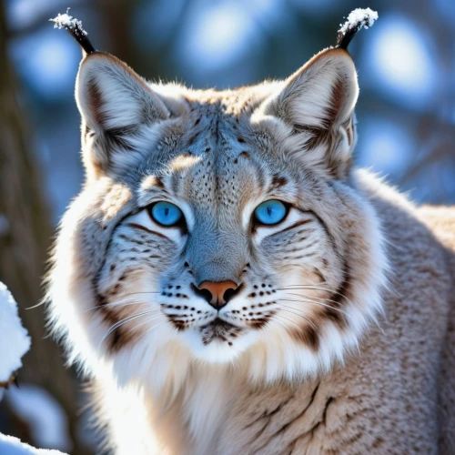 lynx,blue tiger,great puma,wild cat,blue eyes,cougar,the blue eye,blue eye,mountain lion,lynx baby,blue eyes cat,siberian,cougar head,bobcat,cat with blue eyes,golden eyes,big cat,snow leopard,arabian mau,liger