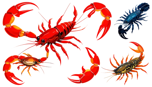 lobsters,crustaceans,homarus,american lobster,crayfish,sea foods,lobster,crustacean,seafood,crayfish party,freshwater prawns,vector images,blue devils shrimp,sea food,crayfish 1,nautical clip art,the crayfish 2,crawfish,freshwater crayfish,river crayfish,Unique,Design,Sticker