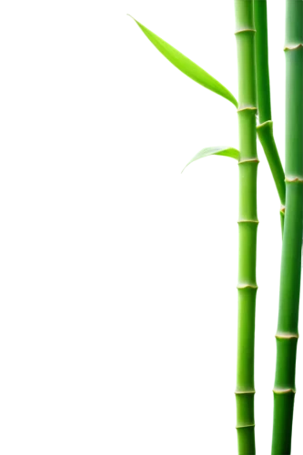 bamboo plants,bamboo,hawaii bamboo,lemongrass,bamboo frame,palm leaf,lucky bamboo,bamboo curtain,bamboo forest,citronella,bamboo shoot,sugarcane,palm sunday,sweet grass plant,plant stem,palm leaves,scallion,bamboo flute,sugar cane,spring onion,Illustration,Vector,Vector 03