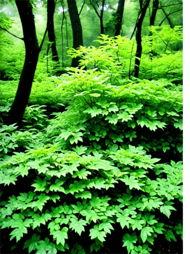 aa,aaa,patrol,green forest,siberian ginseng,intensely green hornbeam wallpaper,temperate coniferous forest,green wallpaper,ferns,temperate broadleaf and mixed forest,tropical and subtropical coniferous forests,heracleum (plant),blood beech,forest plant,moringa,acer japonicum,urtica,green leaves,indian nettle,beech forest,Photography,Documentary Photography,Documentary Photography 31